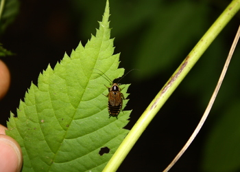 Waldschabe (Ectobius spec.) - © Emanuel Trummer